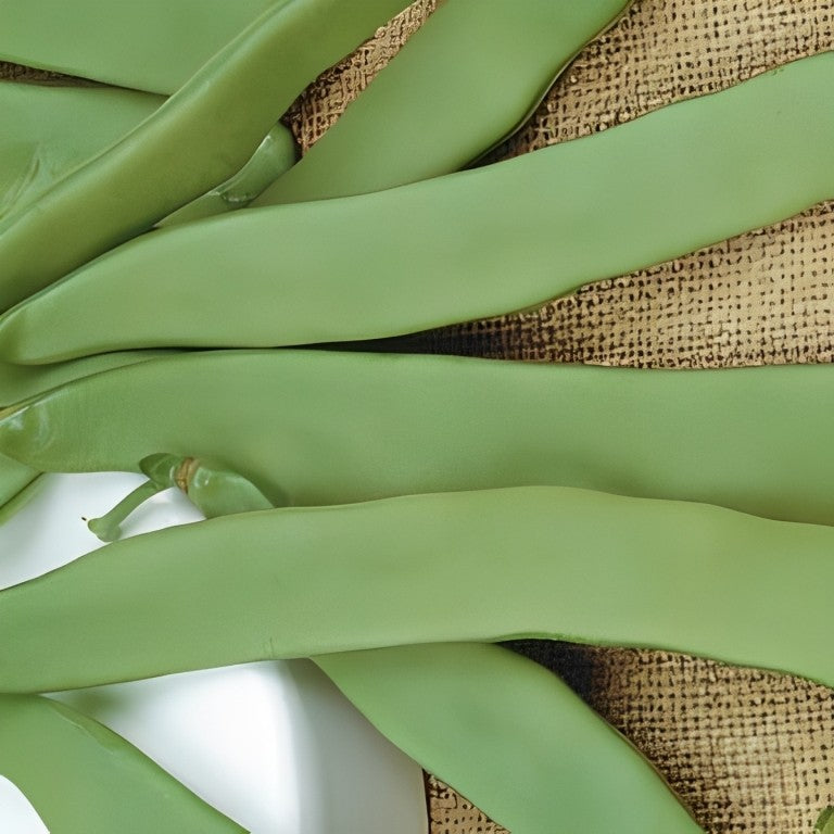 Stamsnijboon - 'Admires'