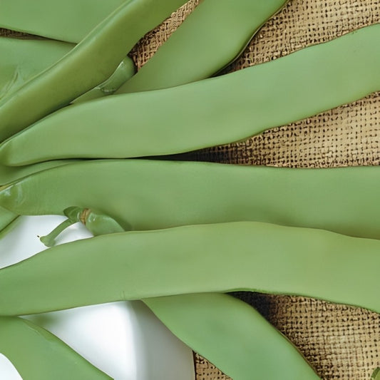 Stamsnijboon - 'Admires'