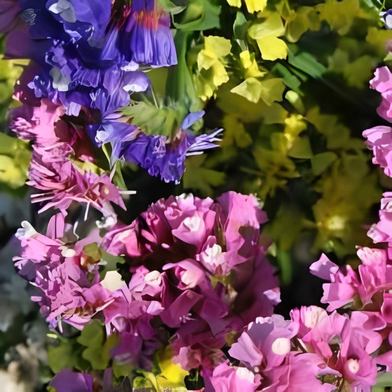 Statice (Lamsoor) - 'Pacific Mix'