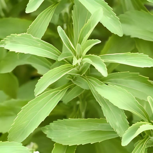 Stevia