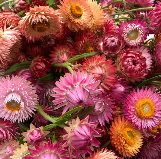 Helichrysum bracteatum (Strobloem) - 'Swiss Giants Mix'