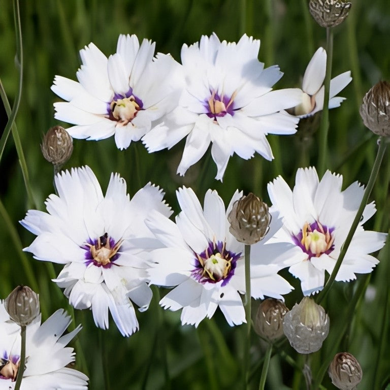 Catananche caerulea (Strobloem) - 'Alba'