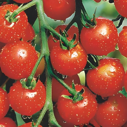 Tomaat - 'Supersweet 100 F1'