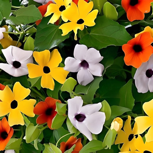 Thunbergia alata 'Mix' (Suzanne-met-de-mooie-ogen)