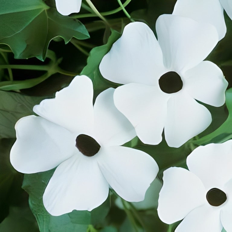 Thunbergia alata 'White' (Suzanne-met-de-mooie-ogen)