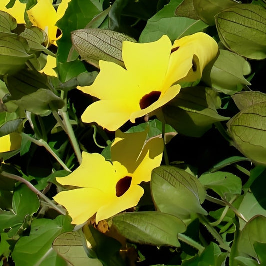 Thunbergia alata 'Yellow' (Suzanne-met-de-mooie-ogen)