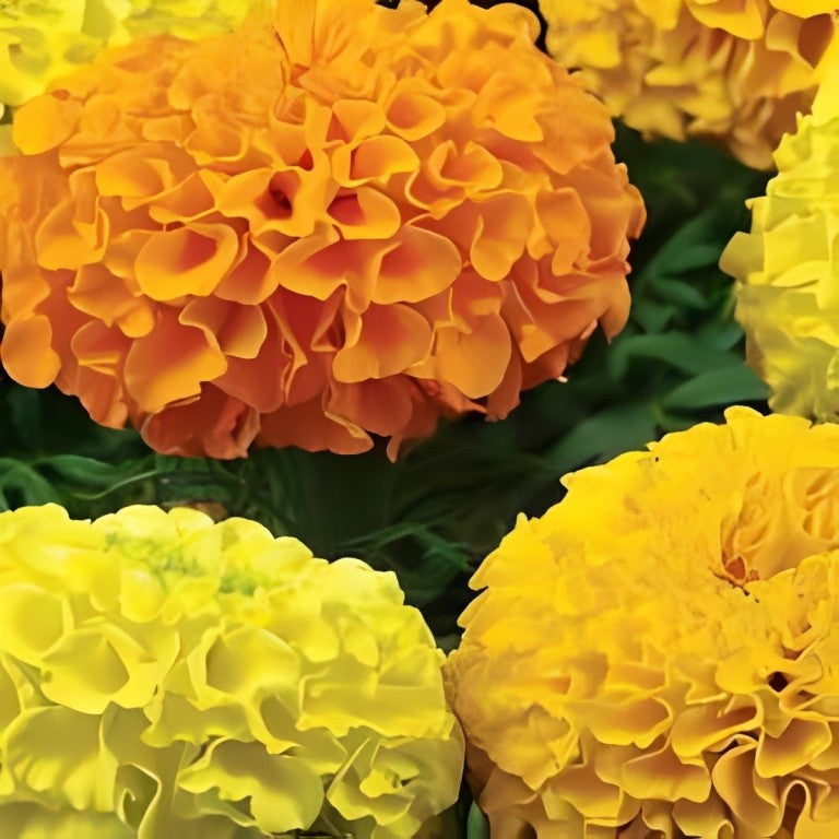 Tagetes erecta - 'Maximix Mix'