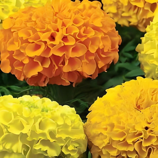 Tagetes erecta - 'Maximix Mix'