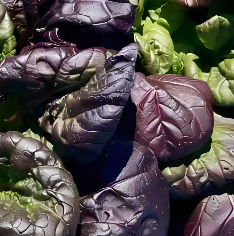 Tatsoi - 'Roodbladig'