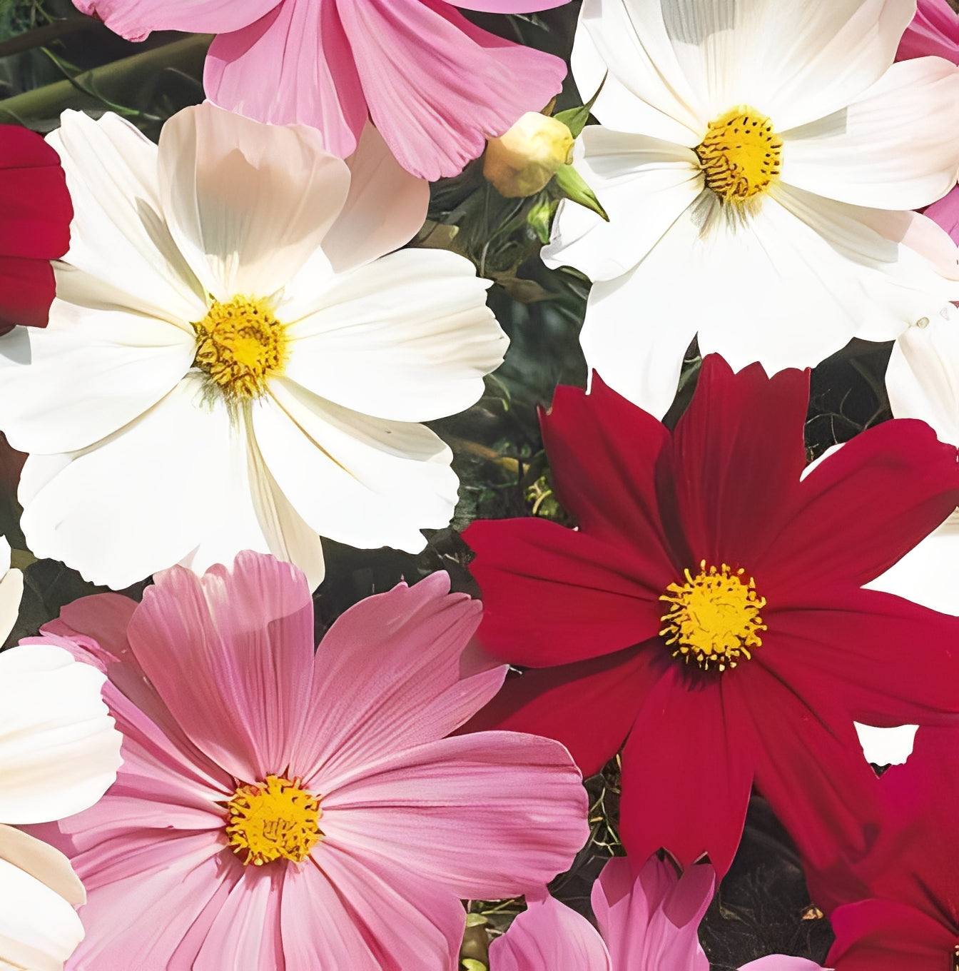 Cosmea bipinnatus - 'Tetra Versailles Mix'
