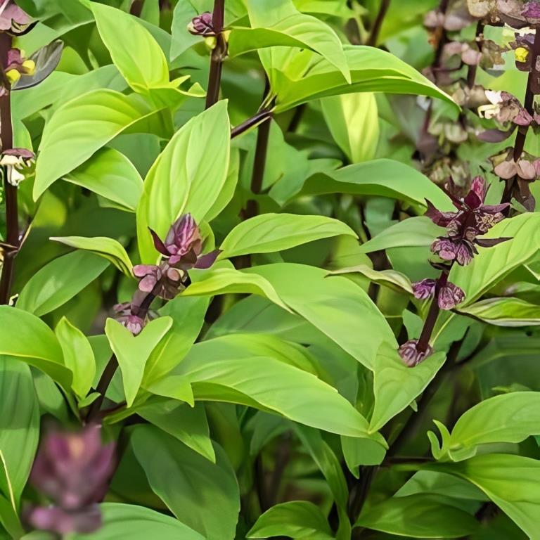 Thaise Basilicum - 'Siam Queen'