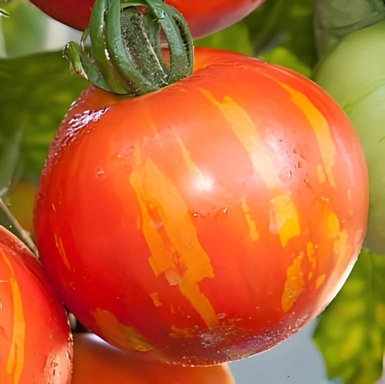 Tomaat - 'Tigerella'