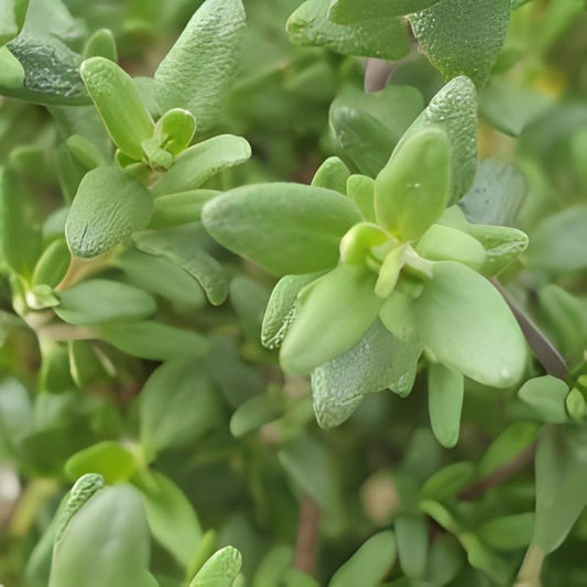 Tijm - 'Echte Winter'