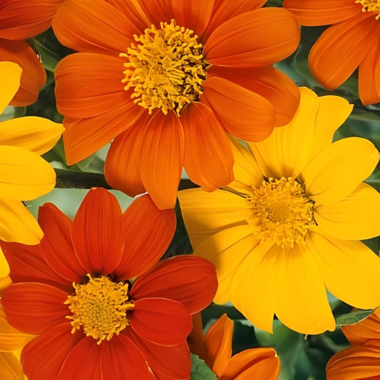 Tithonia rotundifolia speciosa - 'Mix'