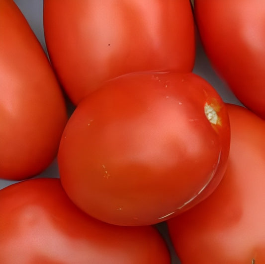 Tomaat - 'Roma VF'