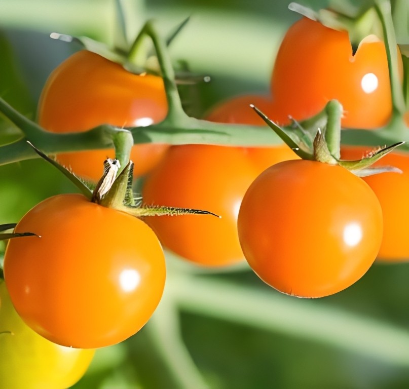 Tomaat - 'Sungold F1'