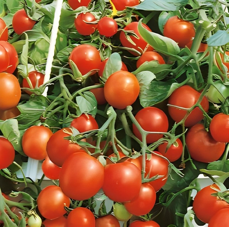 Tomaat - 'Tumbling Tom Red'