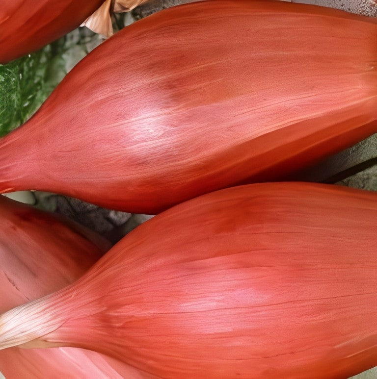 Ui - 'Rossa Lunga di Firenze'