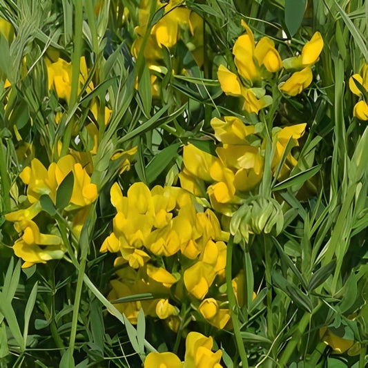Veldlathyrus (Lathyrus pratensis)