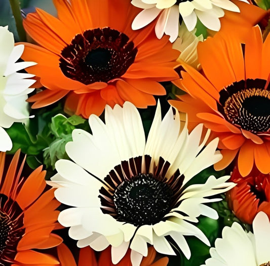 Venidium fastuosum (Afrikaanse Goudsbloem)