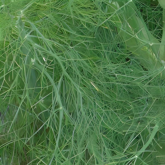 Venkel - Groenbladig