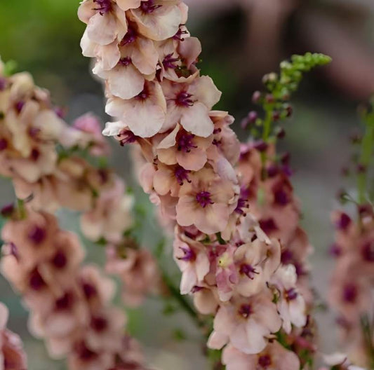 Verbascum hybridum - ‘Southern Charm’