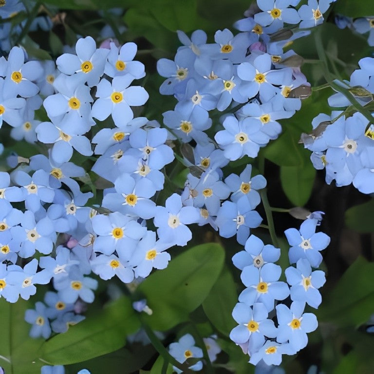 Vergeet-me-nietje - 'Blauwbloemig'