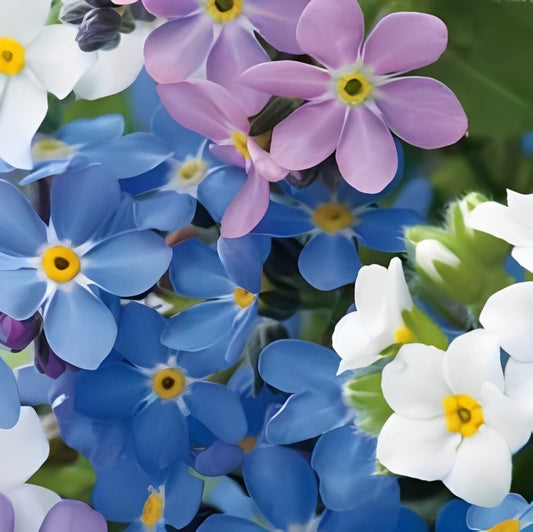 Vergeet-me-nietje 'Mix'