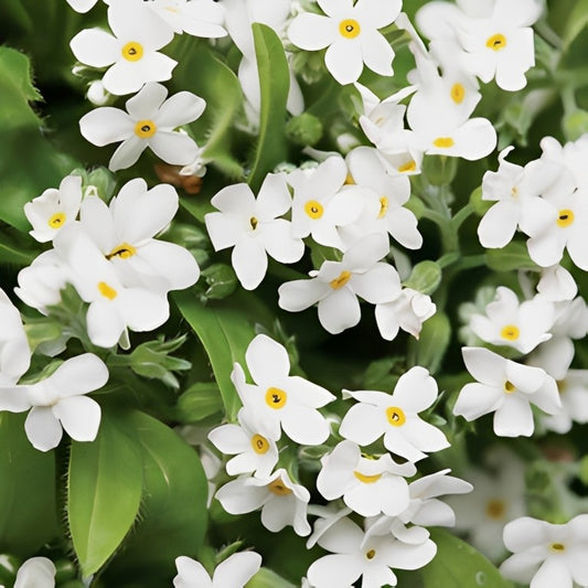 Vergeet-me-nietje - 'Witbloemig'