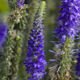 Veronica spicata (Aar-Ereprijs)