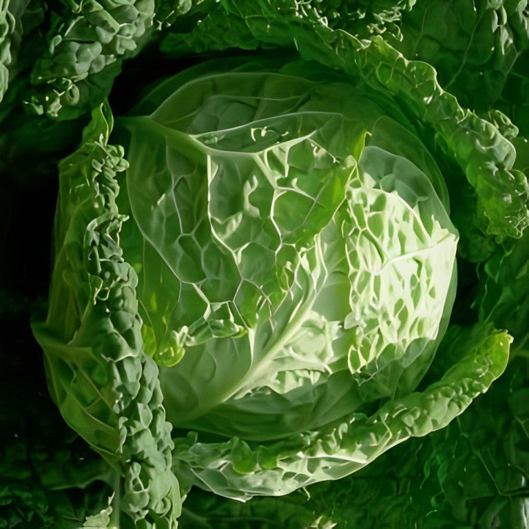 Savooiekool - 'Vertus 2'