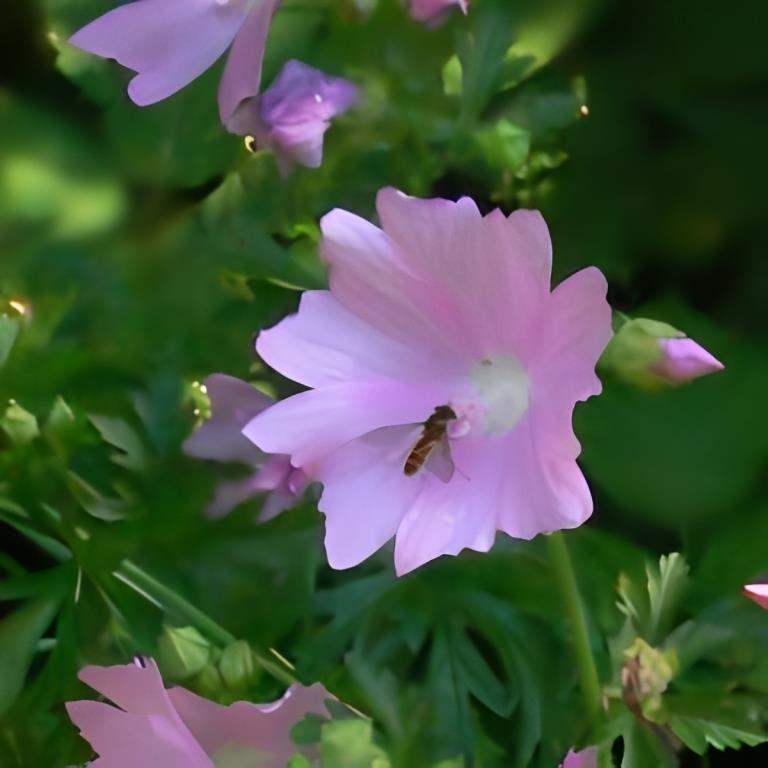 Vijfdelig Kaasjeskruid