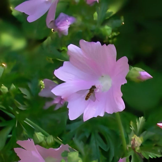 Vijfdelig Kaasjeskruid