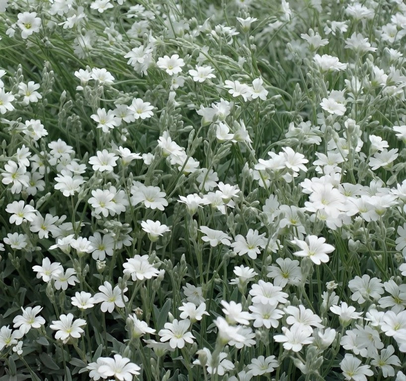 Cerastium tomentosum (Viltige hoornbloem) - 'White Flowered'