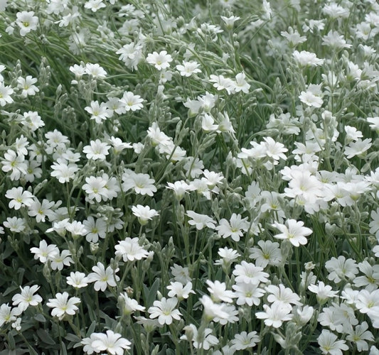 Cerastium tomentosum (Viltige hoornbloem) - 'White Flowered'
