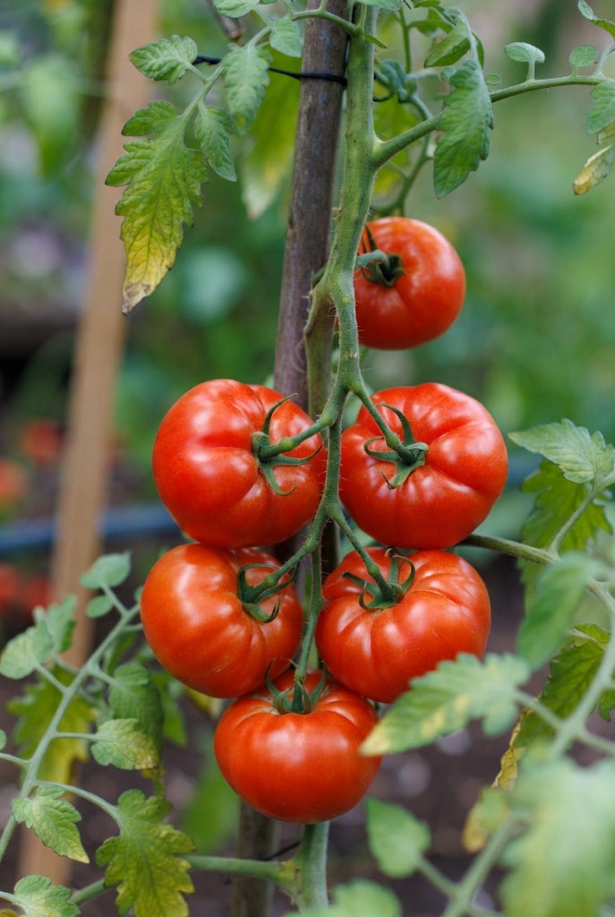 Moestuinplantjes Vleestomaat (Pre-order)