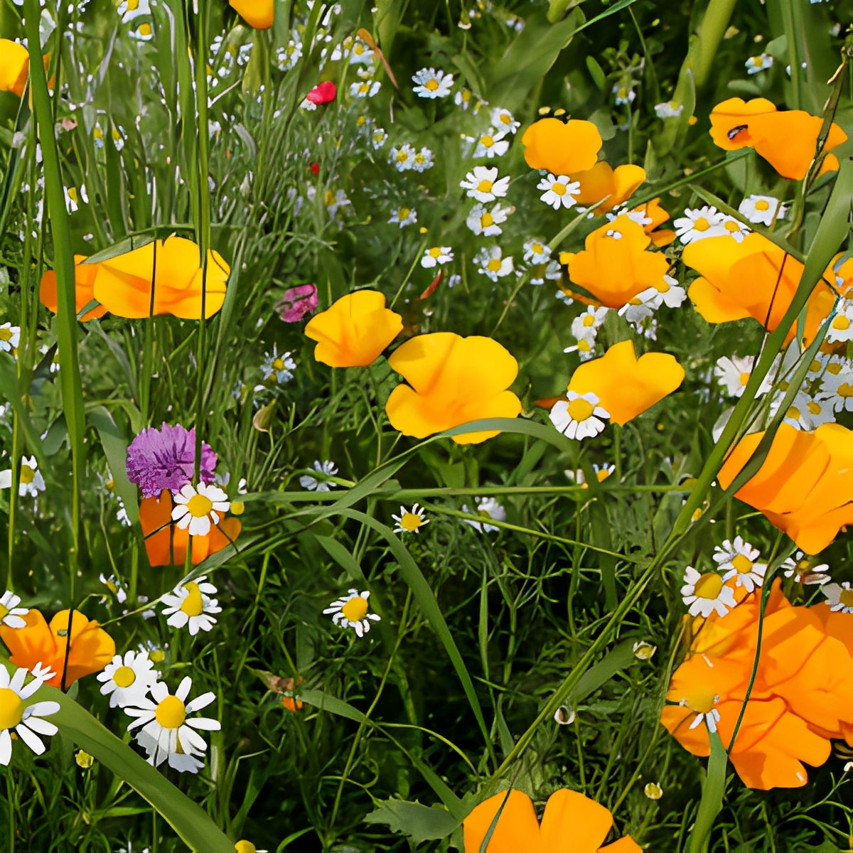 Bloemenmengsel voor Vogels