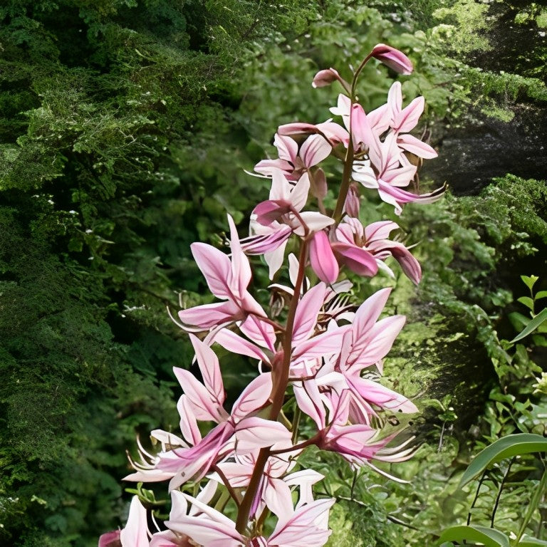 Dictamnus fraxinella (Vuurwerkplant)