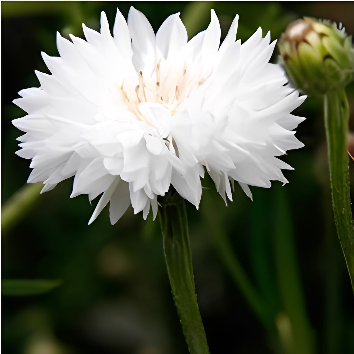 Centaurea cyanus - 'White Ball'