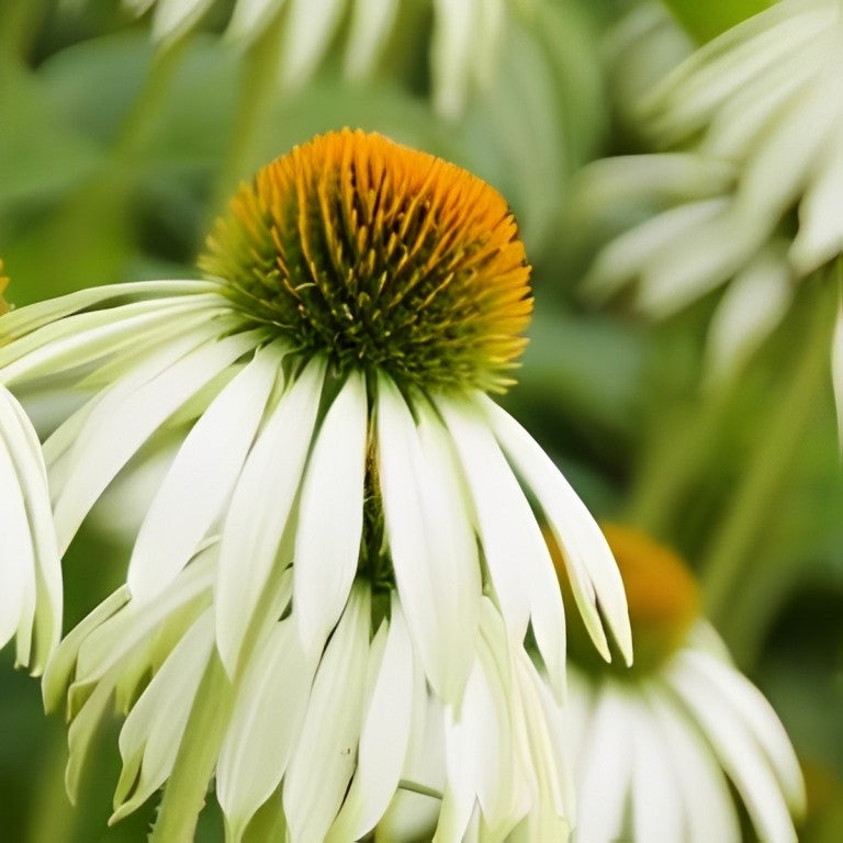 Echinacea purpurea - 'White Swan'