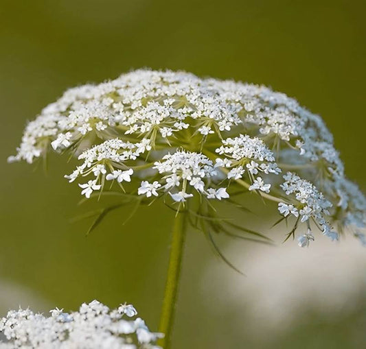 Wilde Peen (Daucus carota)