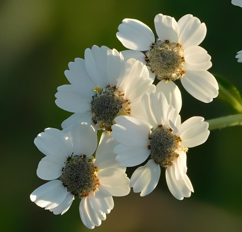 Wilde Bertram (Achillea ptarmica)