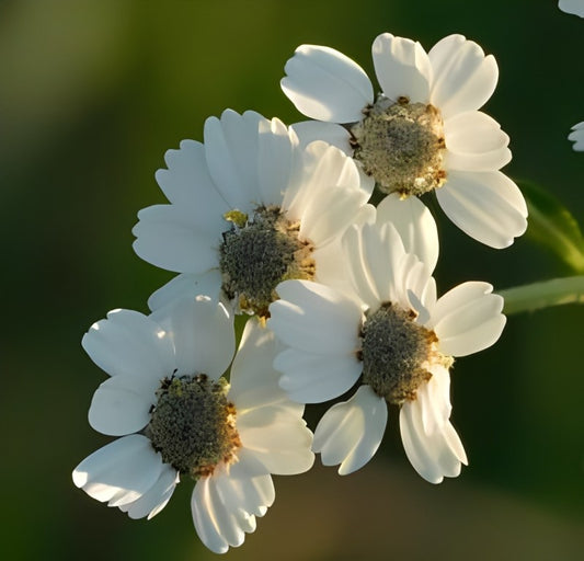 Wilde Bertram (Achillea ptarmica)