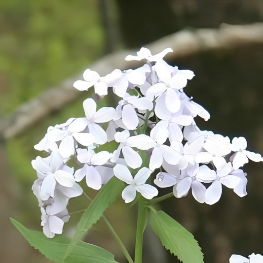 Wilde Judaspenning (Lunaria rediviva)