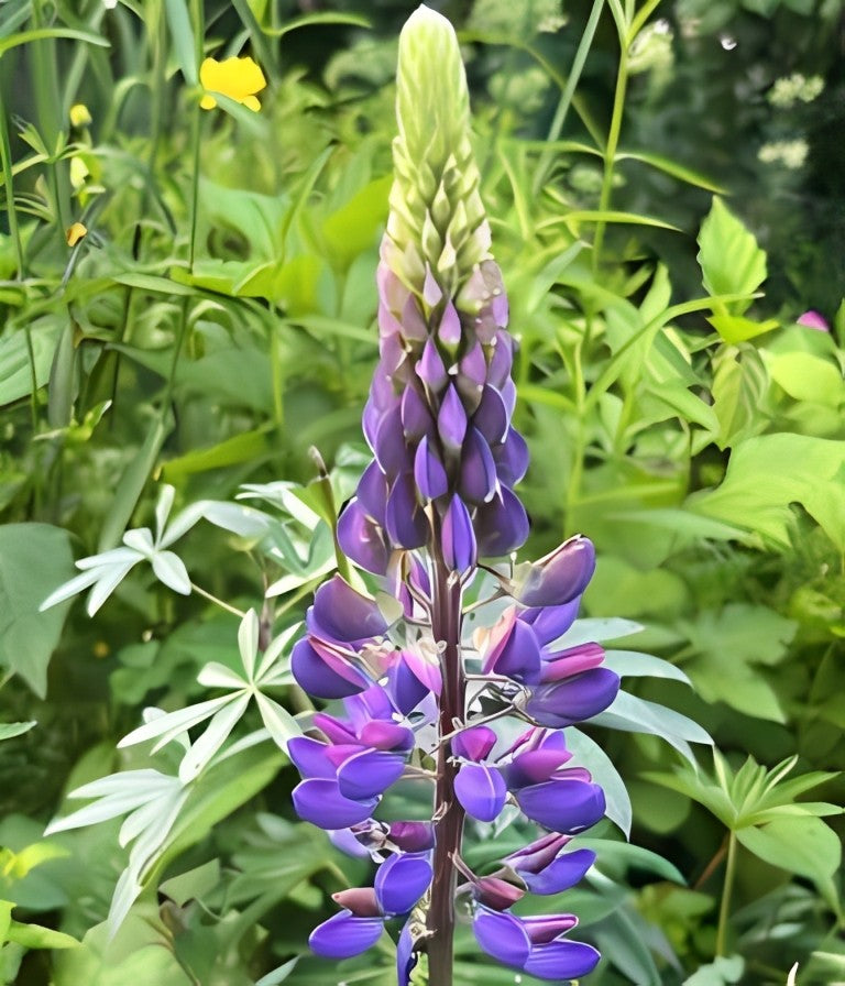 Wilde Lupine (Lupinus perennis)
