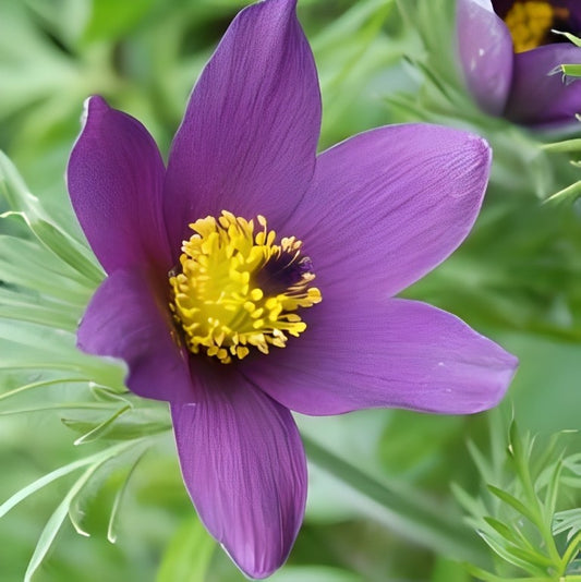 Wildemanskruid (Pulsatilla vulgaris)