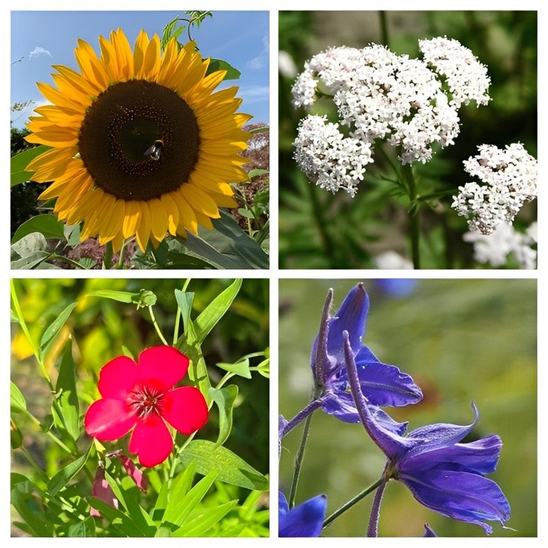 Éénjarig Vlindermengsel (Inheemse Bloemen)