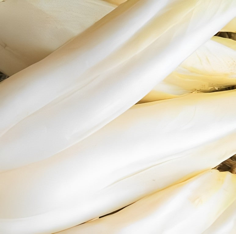 Witlof - 'Hollandse Middelvroeg'