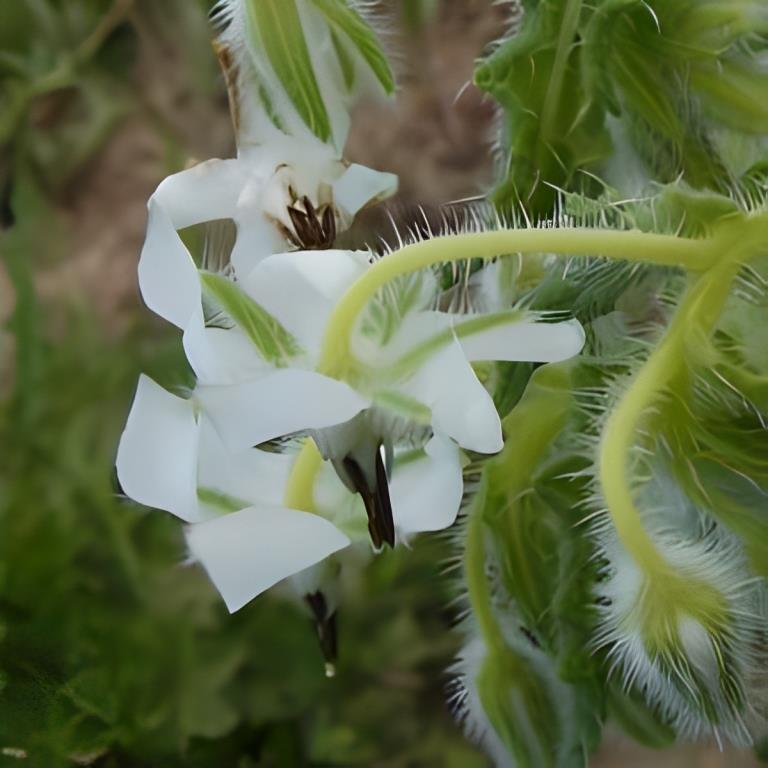 Borage - 'Witte'
