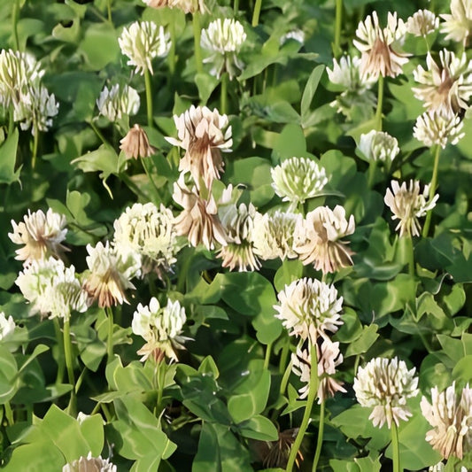 Witte Klaver (Trifolium repens)